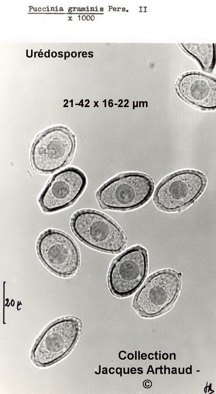 Puccinia graminis