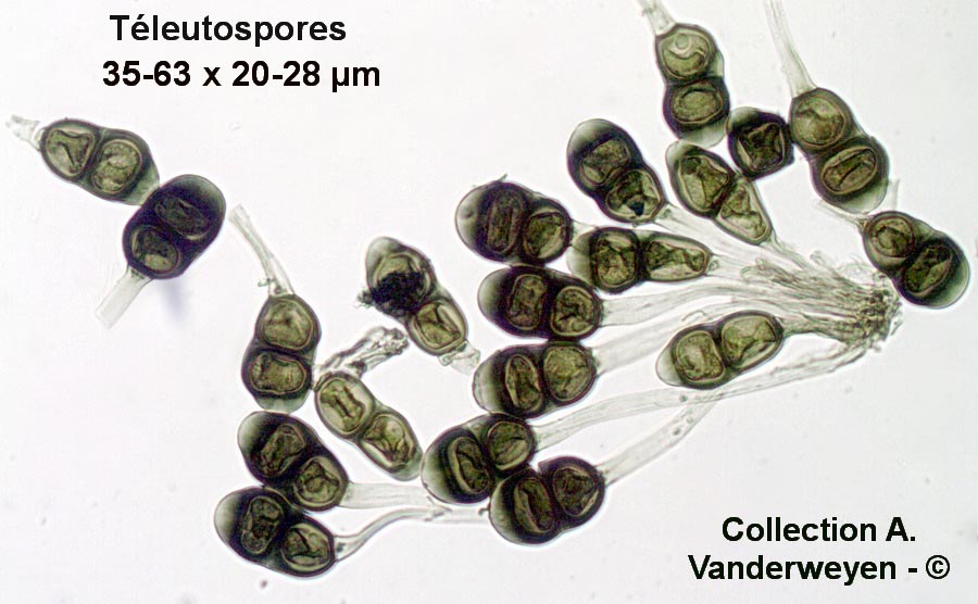 Puccinia helianthi