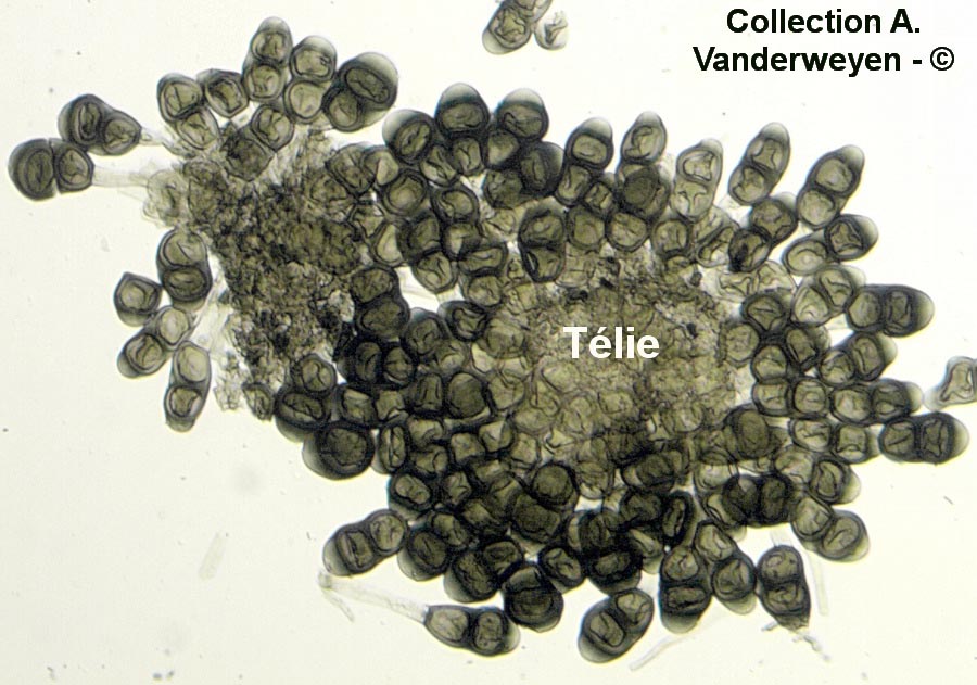 Puccinia helianthi