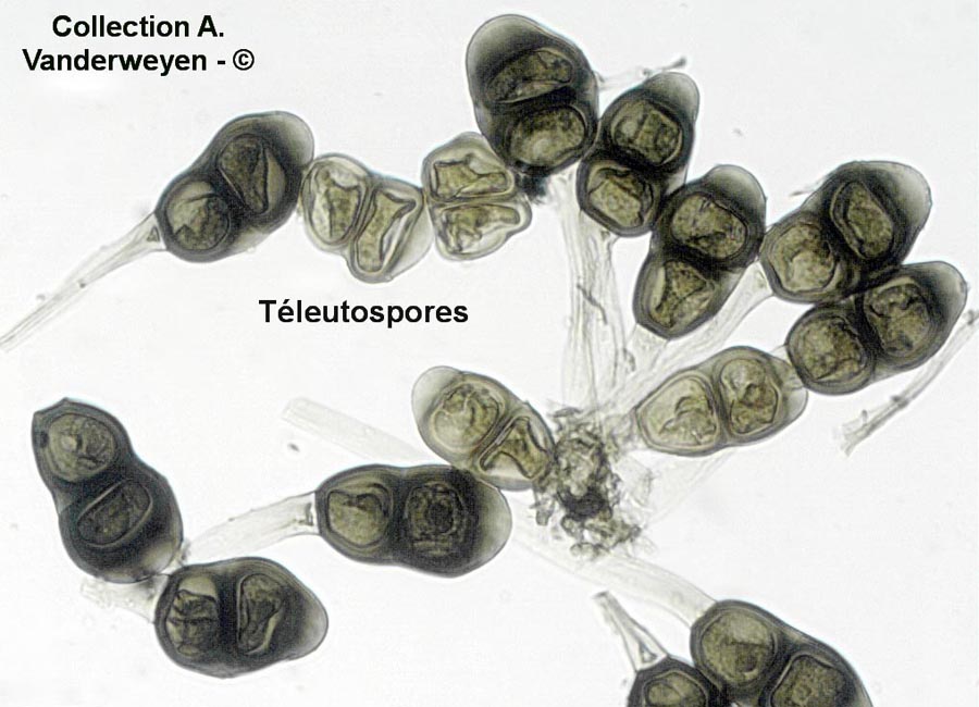 Puccinia helianthi