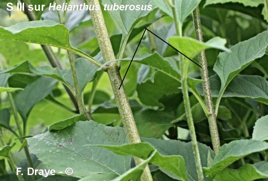 Puccinia helianthi