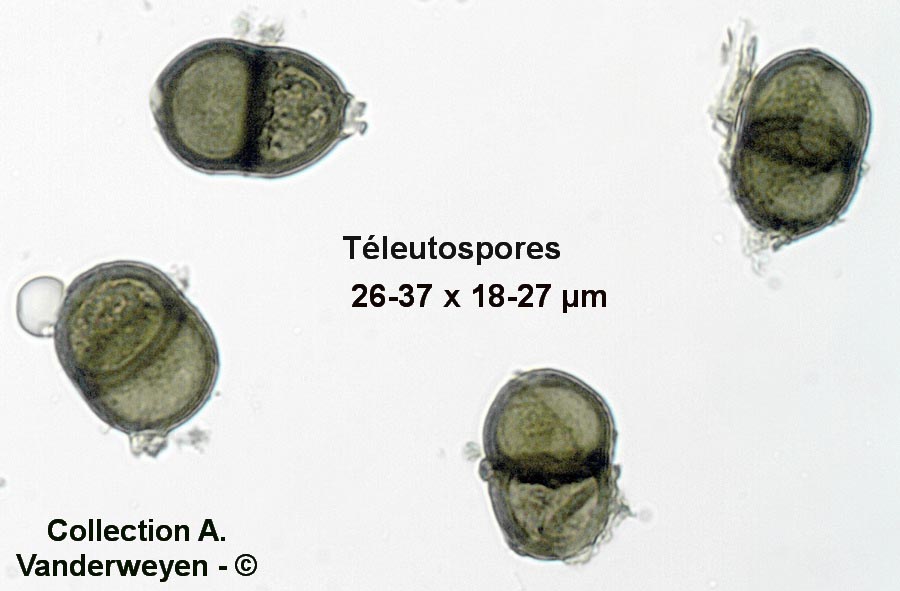 Puccinia heraclei