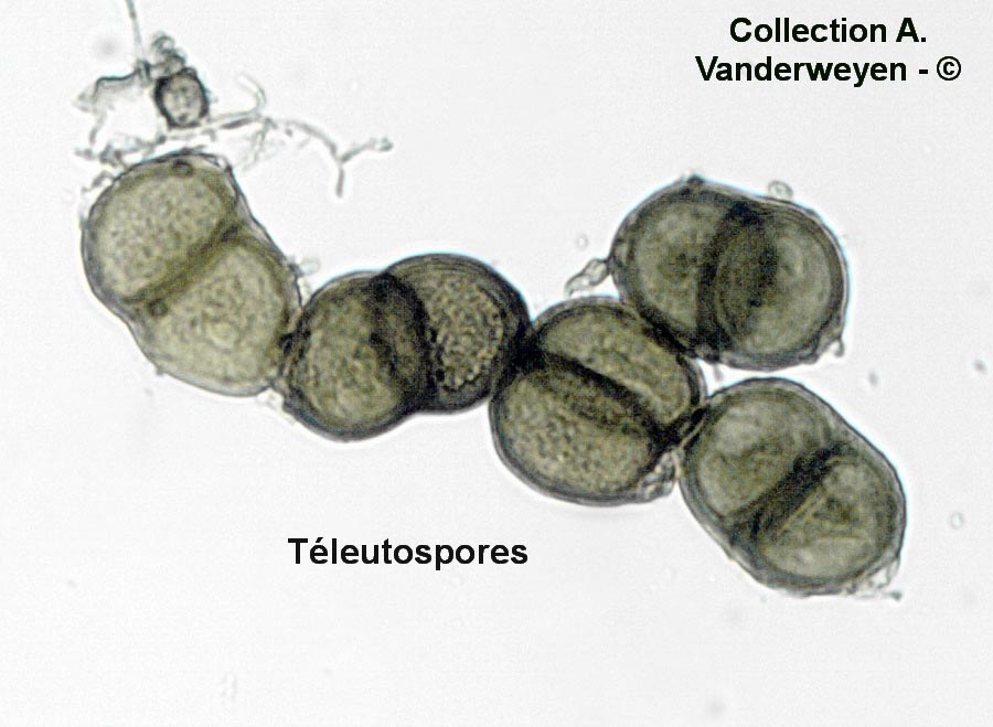 Puccinia heraclei