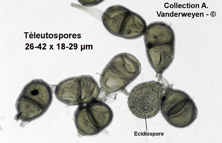 Puccinia hieracii (Puccinia taraxaci)