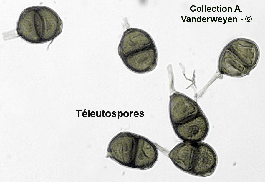 Puccinia hieracii (Puccinia taraxaci)