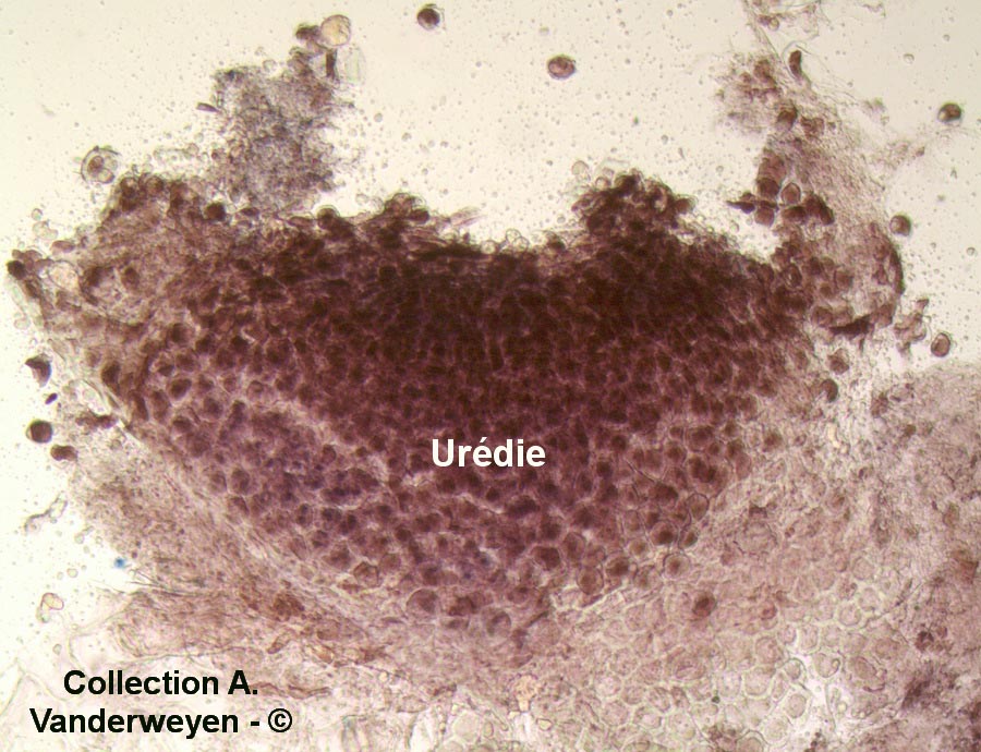 Puccinia heraclei