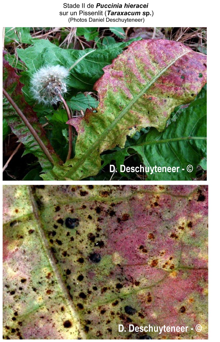 Puccinia hieracii