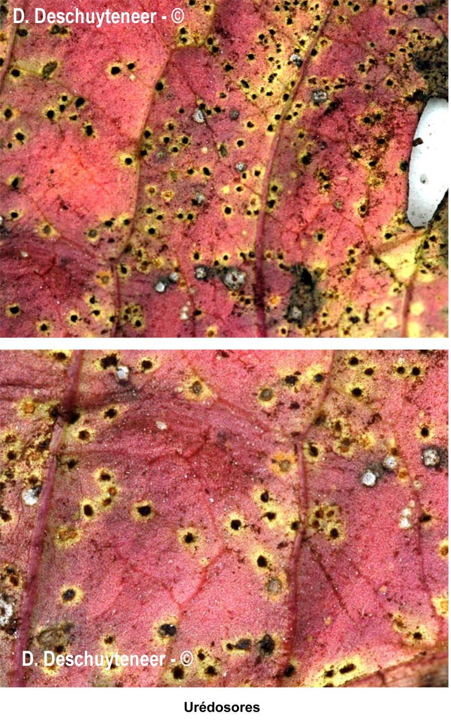 Puccinia hieracii