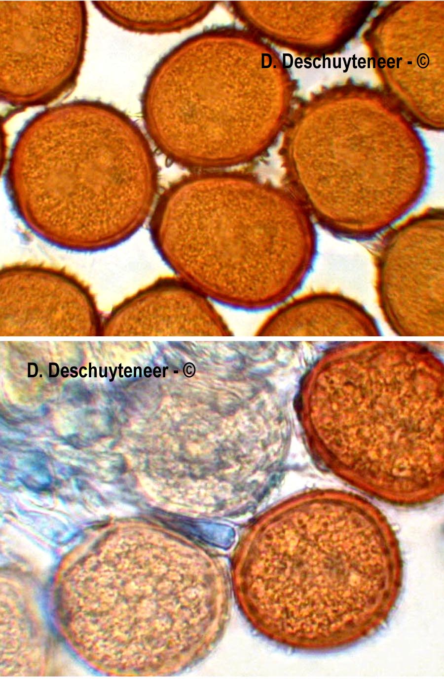Puccinia hieracii