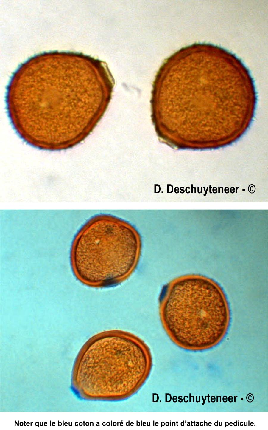 Puccinia hieracii