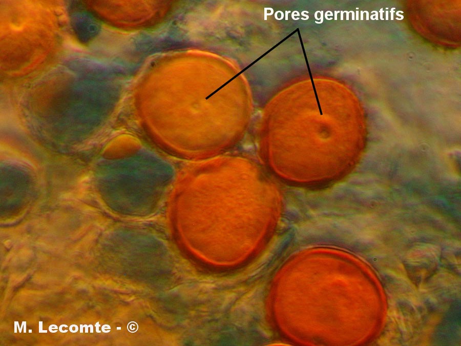 Puccinia hieracii