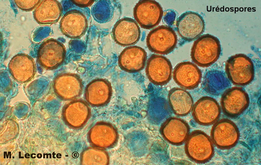 Puccinia hieracii