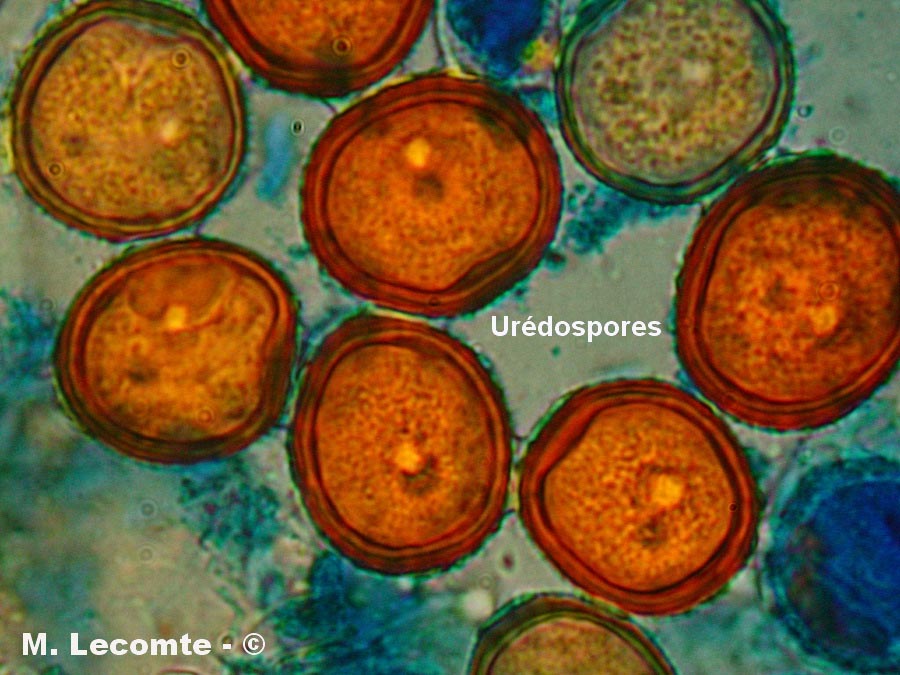 Puccinia hieracii