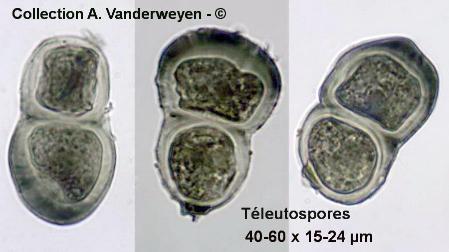 Puccinia hordei (Puccinia holcina)