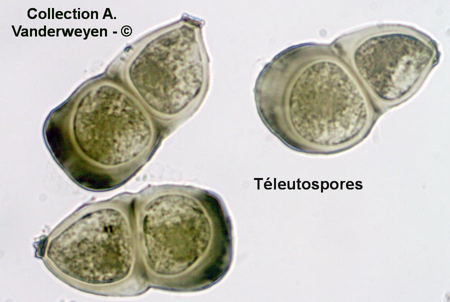 Puccinia hordei (Puccinia holcina)