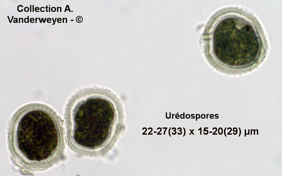 Puccinia hordei (Puccinia holcina)