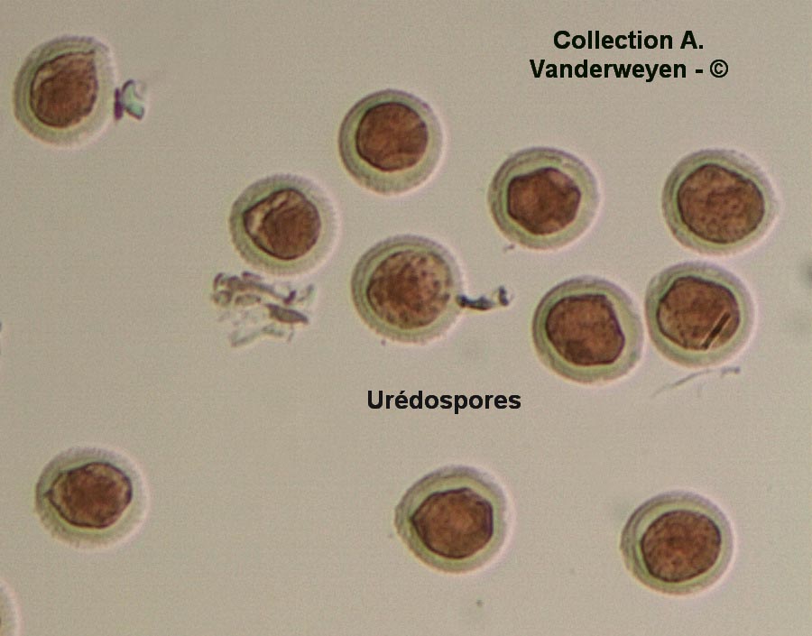 Puccinia hordei (Puccinia holcina)