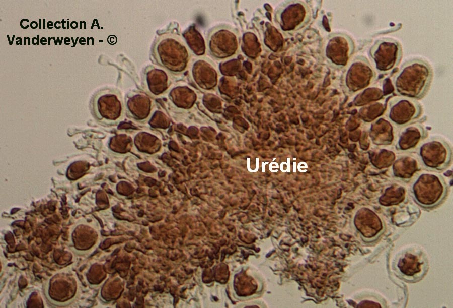 Puccinia hordei (Puccinia holcina)