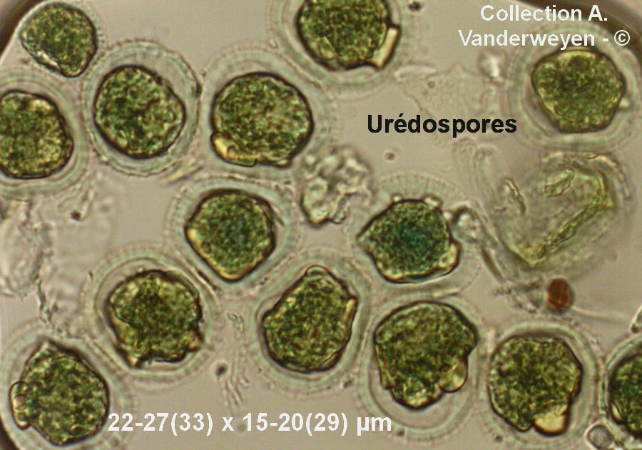 Puccinia hordei