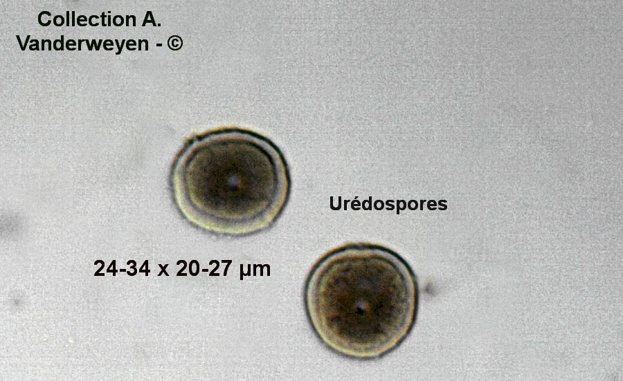 Puccinia hydrocotyles