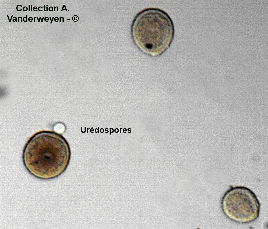 Puccinia hydrocotyles