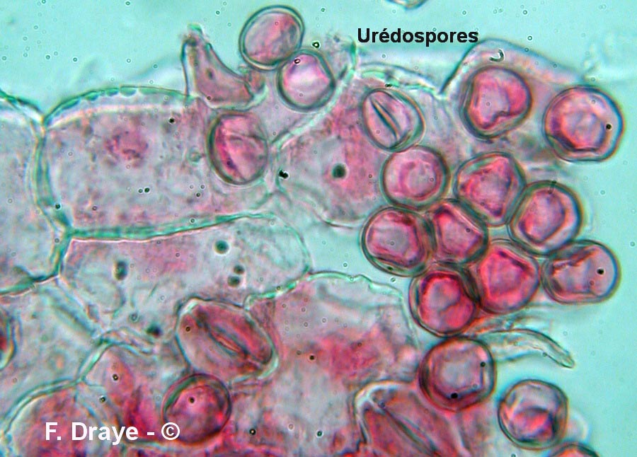 Puccinia hysterium