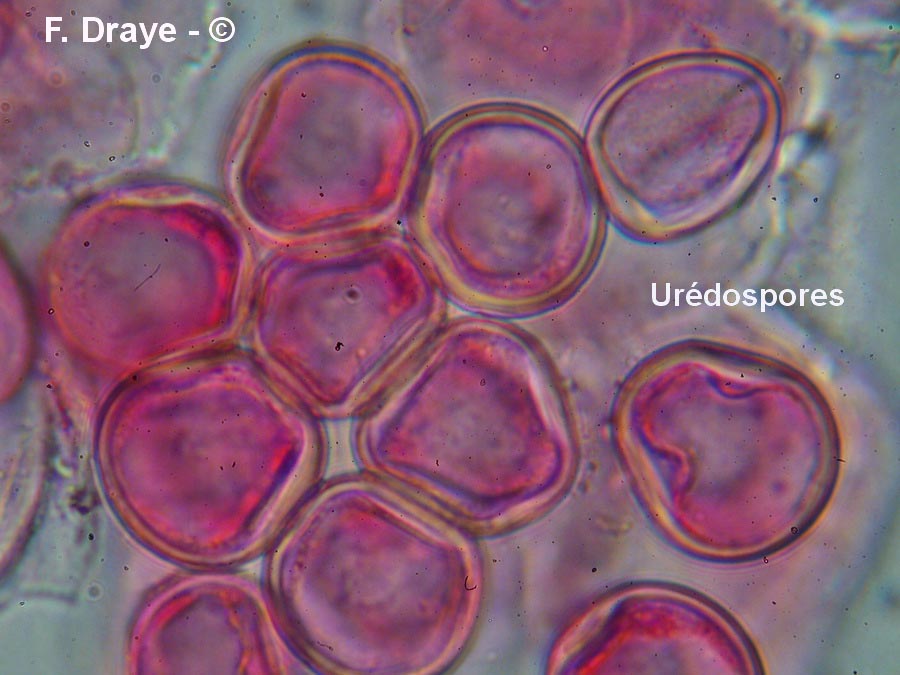 Puccinia hysterium
