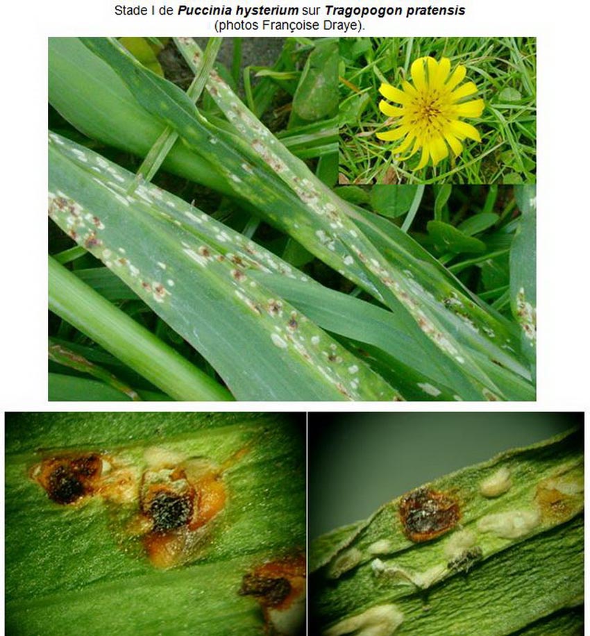 Puccinia hysterium