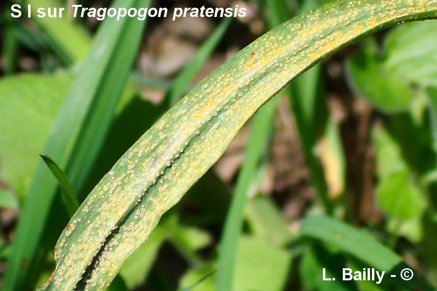 Puccinia hysterium