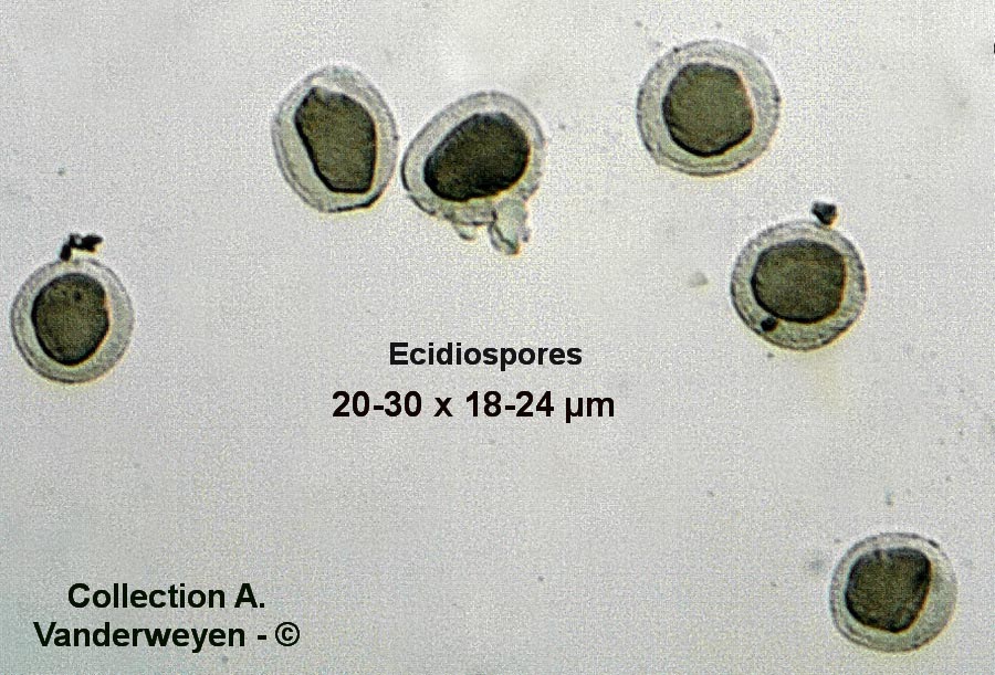 Puccinia hysterium