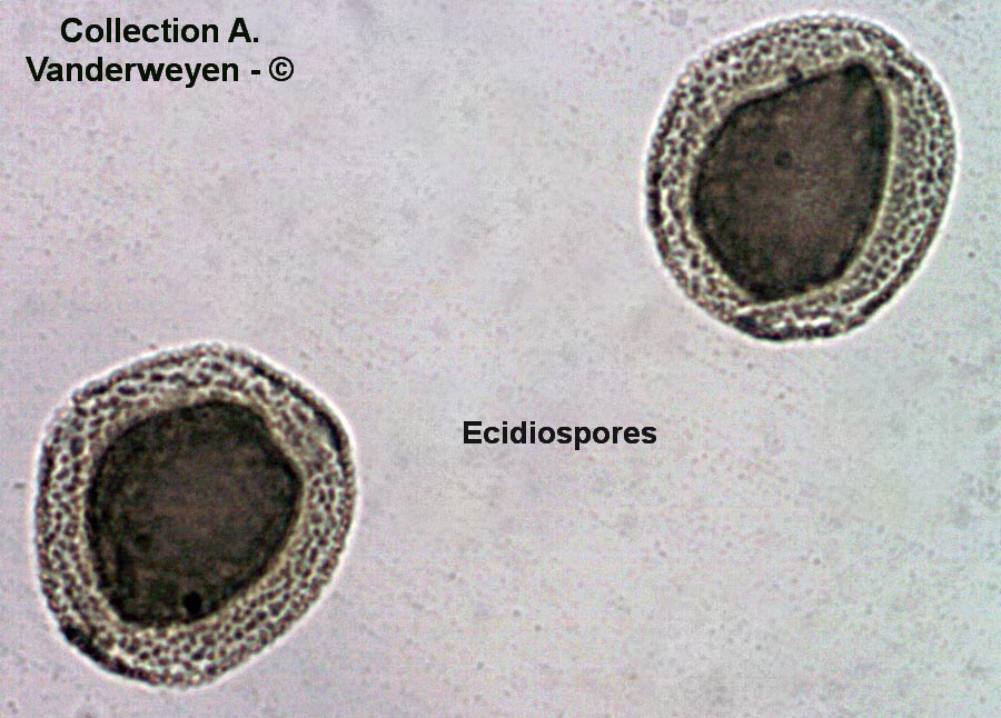 Puccinia hysterium