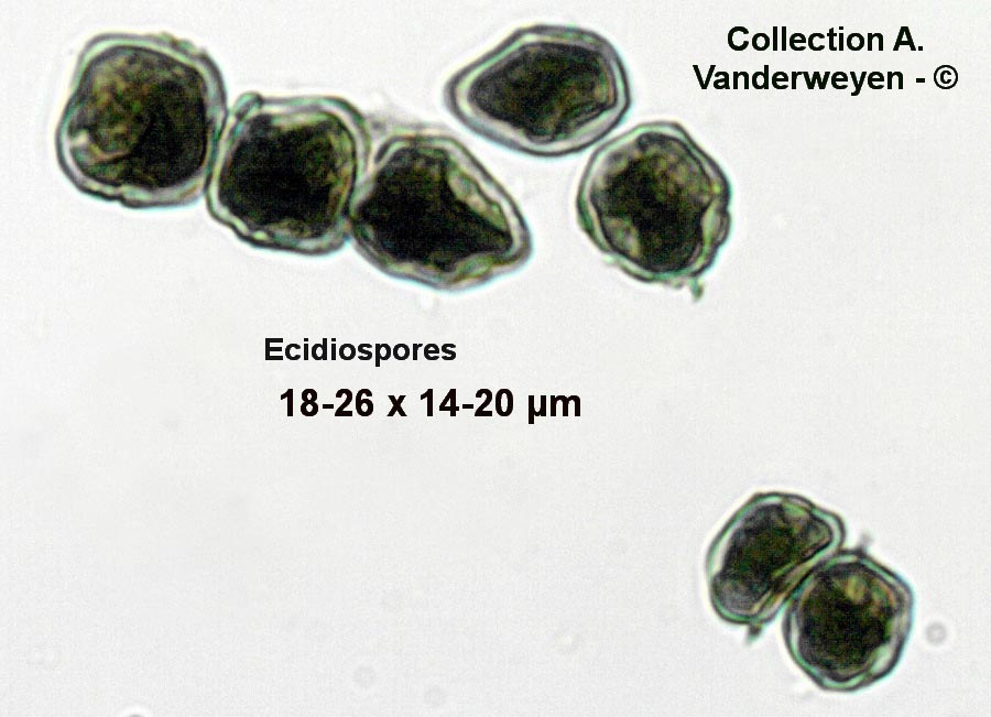 Puccinia argentata