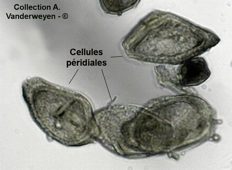 Puccinia argentata (Puccinia impatientis)