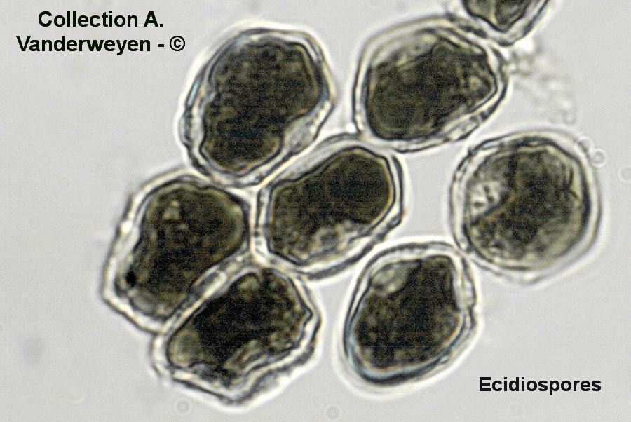 Puccinia argentata