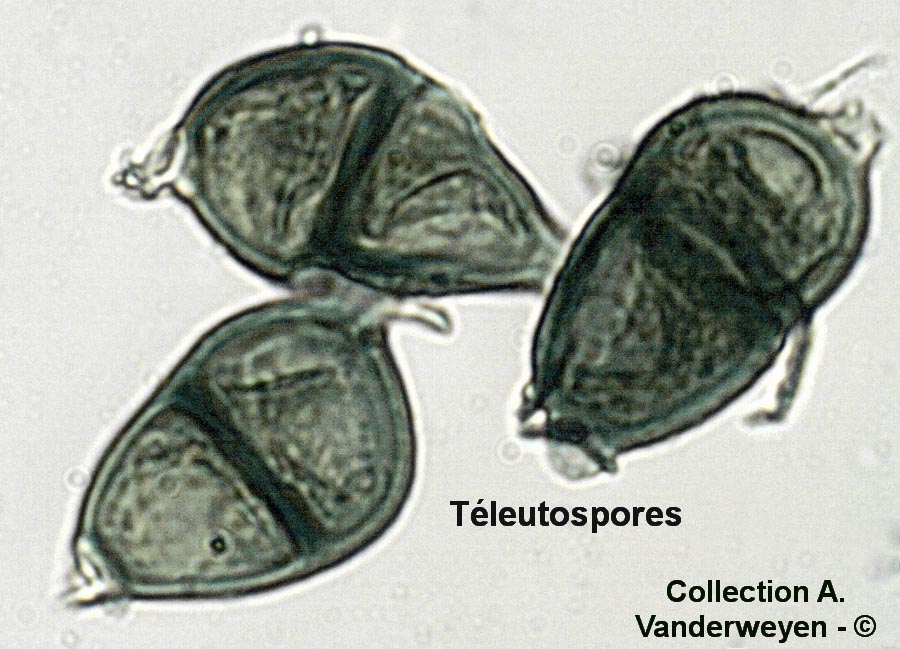 Puccinia argentata