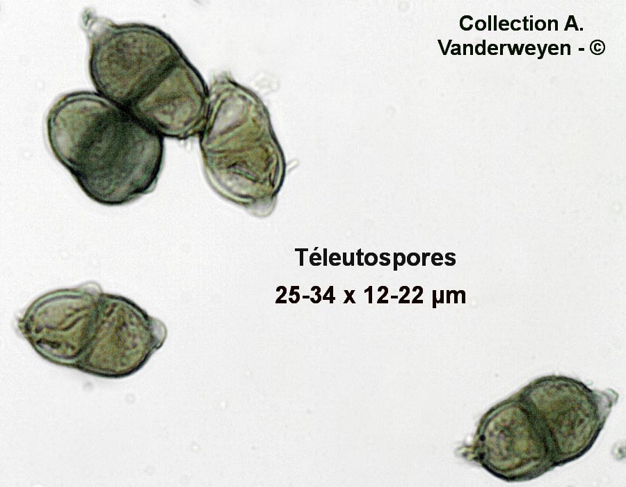 Puccinia argentata