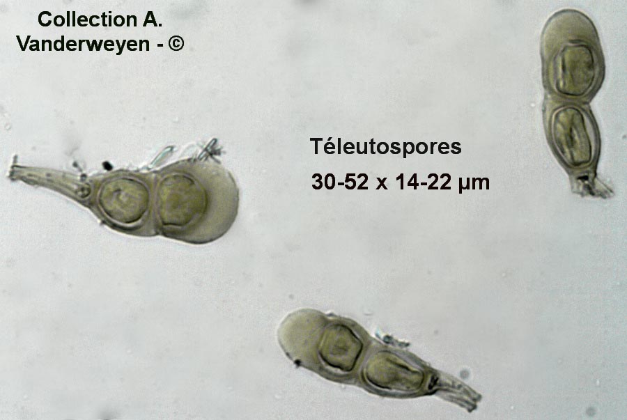 Puccinia iridis