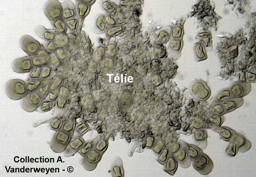 Puccinia iridis