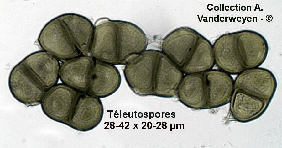 Puccinia jaceae