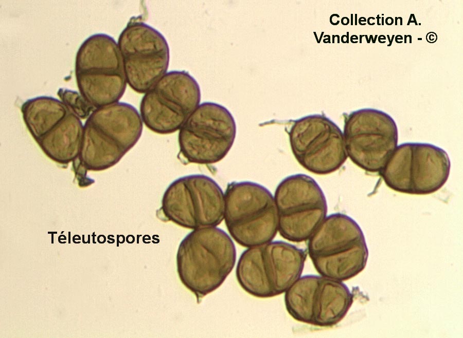 Puccinia jaceae