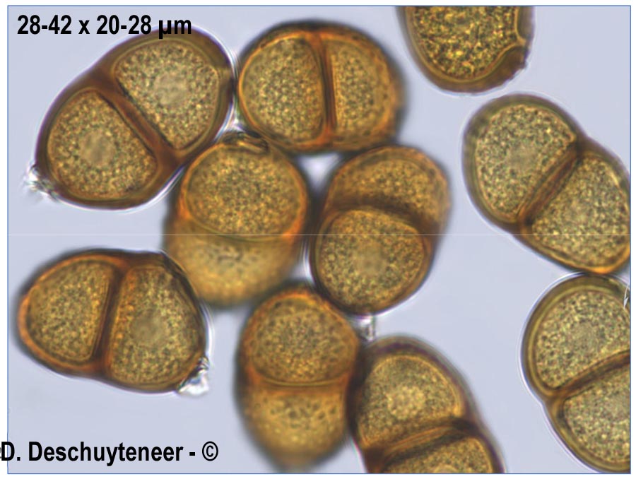 Puccinia jaceae