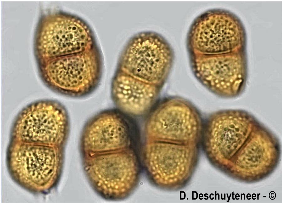 Puccinia jaceae