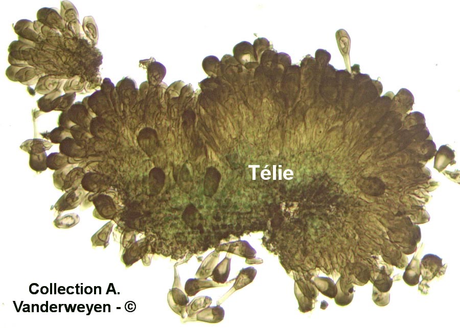 Puccinia junci