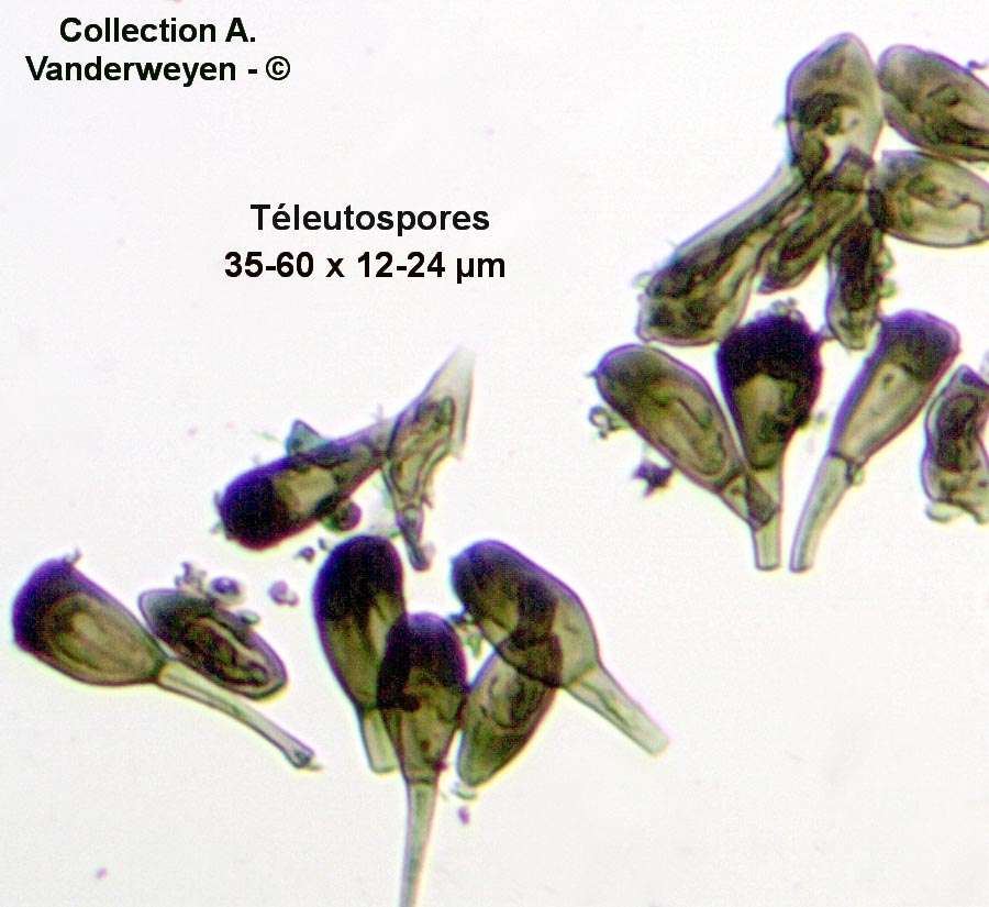 Puccinia junci