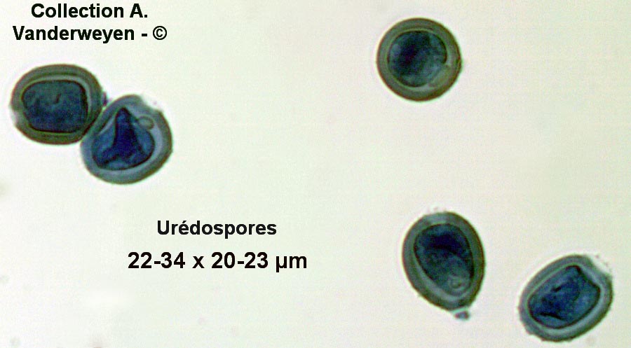 Puccinia komarovii