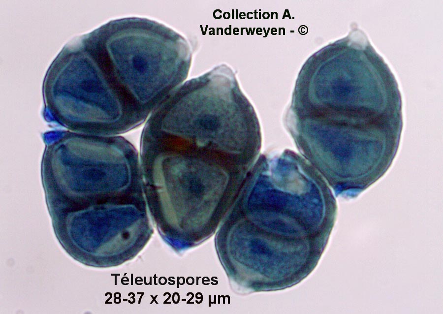 Puccinia komarovii