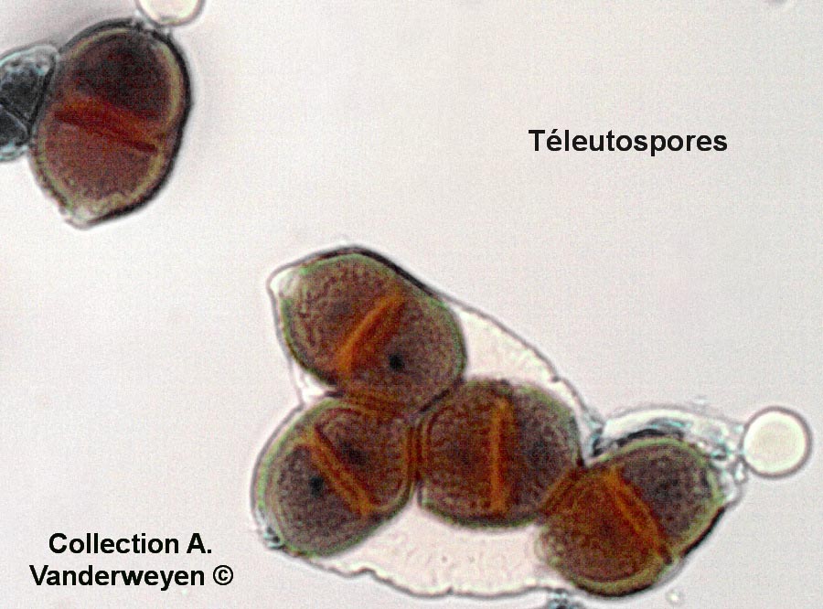 Puccinia komarovii