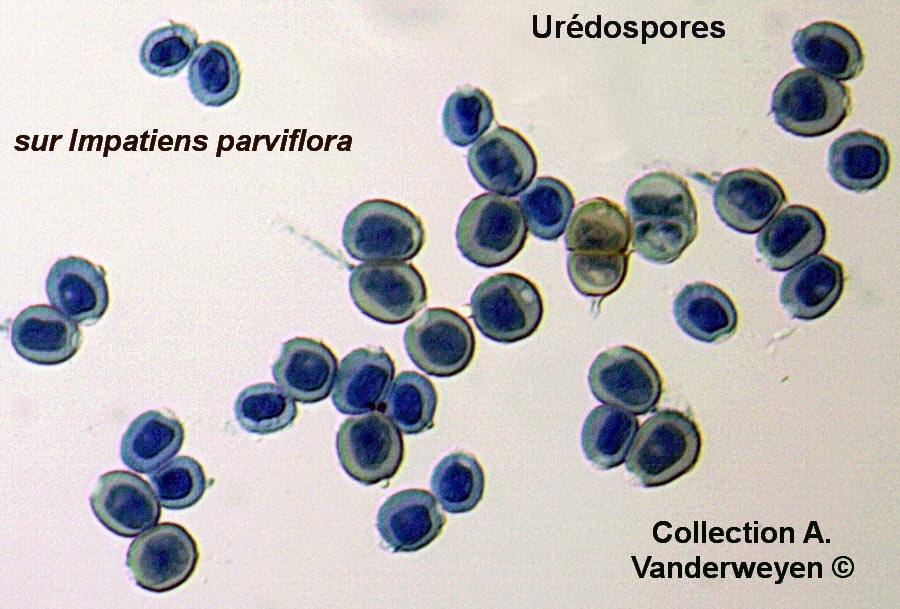 Puccinia komarovii