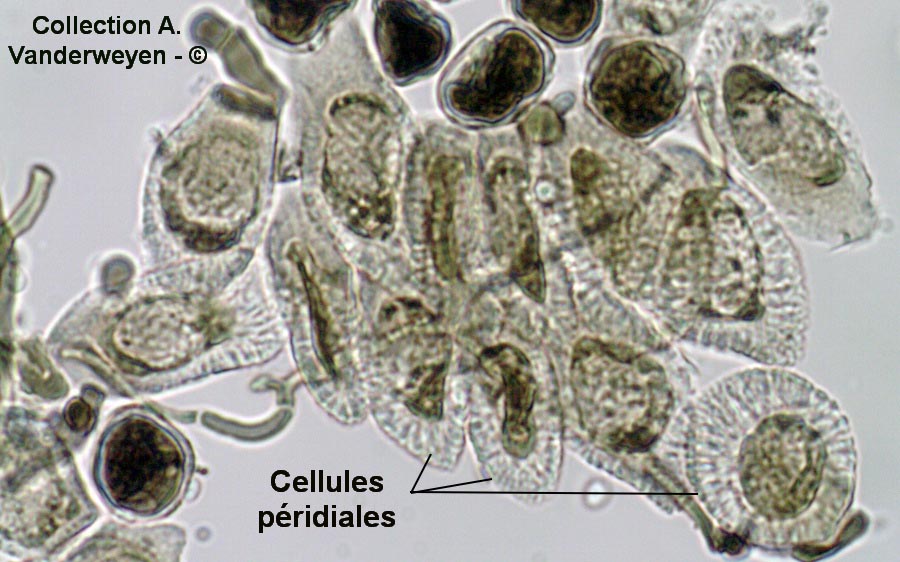 Puccinia lagenophorae