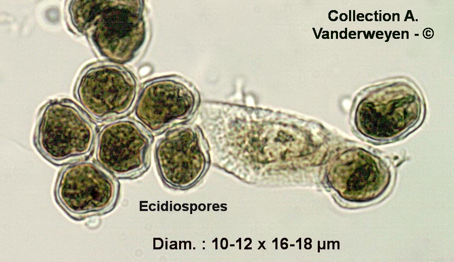 Puccinia lagenophorae